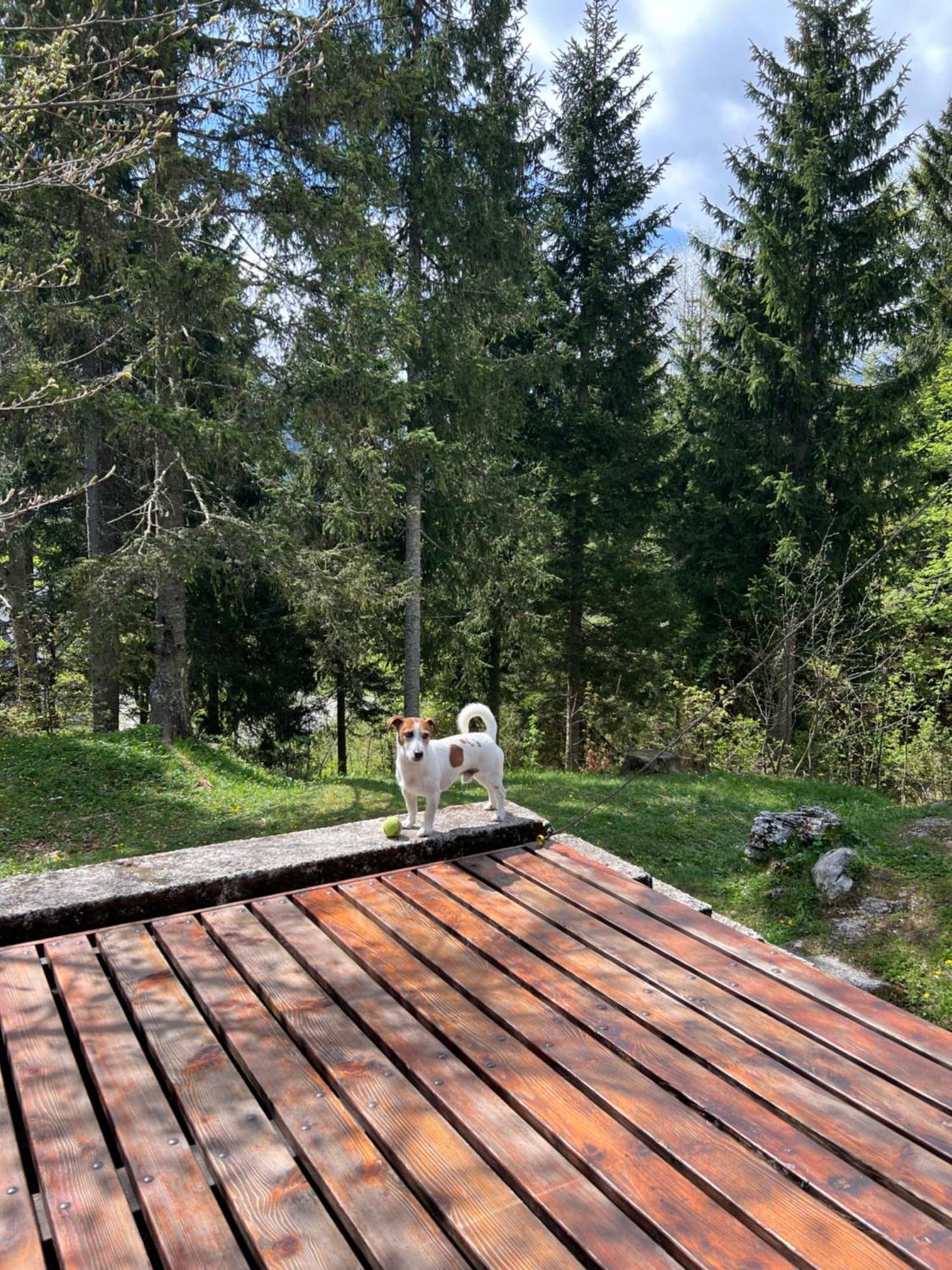 ~Chalet_Rifugio Tra I Boschi~ 셀라 네비아 외부 사진